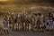 PUSHKAR, INDIA - NOVEMBER 17: Camels at the annual livestock fair