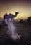 PUSHKAR, INDIA - NOVEMBER 17: Camels at the annual livestock fair