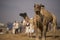 Pushkar International Camel fair