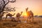 Pushkar mela camel fair festival in field eating chewing at sunset. Pushkar, Rajasthan, India