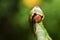 A Puss Moth Caterpillar Cerura vinulais eating an Aspen tree leaf Populus tremula in woodland .