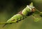 A Puss Moth Caterpillar Cerura vinulais eating an Aspen tree leaf Populus tremula in woodland .