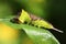 A Puss Moth Caterpillar Cerura vinulais feeding on a Willow tree leaf in woodland.