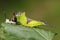 A Puss Moth CaterpillarA Puss Moth Caterpillar Cerura vinulais resting on an Aspen tree leaf Populus tremula in woodland just