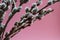 Pussy willow branches blossomed in spring on a pink background