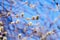 Pussy-willow branches with white catkins on a blue sky