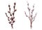 Pussy willow flowering branch set Spring plant Easter Palm Sunday watercolor hand drawn illustration