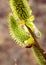 A pussy-willow flowering in the early spring. The close-up of shrub blossoms against the blurry background