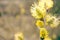 A pussy-willow flowering in the early spring. The close-up of shrub blossoms against the blurry background