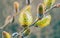 A pussy-willow flowering in the early spring. The close-up of shrub blossoms against the blurry background