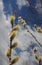 Pussy willow flowers on the branch, blooming verba