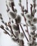 Pussy willow flowers on the branch, blooming verba