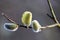 Pussy willow flowers on the branch, blooming verba in spring forest