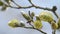 Pussy willow stem salix caprea or goat willow branches with yellow catkins.