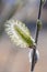 Pussy willow yellow spring flowers. Selective focus.