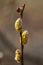 Pussy willows branches ith catkins on blue sky background. Spring Easter or Palm Sunday greeting card. Blooming branch of salix