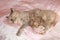 pussycats cats cat feline british shorthair persian sleeping asleep dozing dreaming bed cute