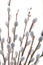 Pussywillow closeup over white