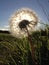 Pusteblume Dandelion