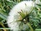 Pusteblume dandelion