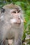 Pusuk Forest Monkey Lombok, West Nusa Tenggara