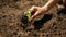 Putting vegetable sprouts in holes at garden bed. Gardening and planting organic vegetables. Concept of teamwork