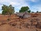 Puukohala Heiau Big Island of Hawaii