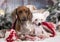 Puupy and dachshund  sitting in room decorated for Christmas