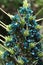 Puya Alpestris Sapphire Tower Bromeliad Exotic flowering plant