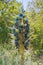 Puya alpestris, Sapphire Tower, giant bromeliad in bloom. Pyramidal flower spikes over 3 ft. long of funnel shaped metallic blue