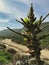 Puya chilensis, a plant with a rosette of long, filiform, dark green leaves