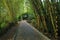 Puyo, Ecuador, 29-6-2020: a paved footpath alongside yellow bamboo in a tropical garden