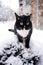 Puzzled black and white cat is sitting on snow in courtyard during snowfall.