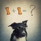 Puzzled dog wearing eyeglasses trying to calculate 1+1 biscuit formula. Funny Border Collie has counting questions, solving