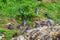 PuÃ±ihuil Natural Monument, Chiloe Island, Chile - Penguins in their Natural Habitat