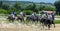 Pyatigorsk Horse Race