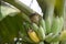 Pycnonotus striatusbul bul eats a banana from bunch on a banana tree