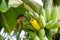 Pycnonotus striatusbul bul eats a banana from bunch on a banana tree