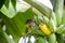 Pycnonotus striatusbul bul eats a banana from bunch on a banana tree