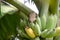 Pycnonotus striatusbul bul eats a banana from bunch on a banana tree