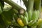 Pycnonotus striatusbul bul eats a banana from bunch on a banana tree