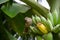 Pycnonotus striatusbul bul eats a banana from bunch on a banana tree