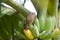 Pycnonotus striatusbul bul eats a banana from bunch on a banana tree