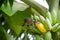 Pycnonotus striatusbul bul eats a banana from bunch on a banana tree