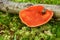 Pycnoporus cinnabarinus mushroom