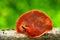 Pycnoporus cinnabarinus mushroom