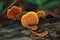 Pycnoporus Sanguineus Wild Mushrooms Growing on the Dead Timber