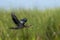 Pygmy Cormorant in flight