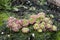 Pygmy drosera sundew plants with sticky mucilage to catch insects