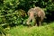 Pygmy Elephant